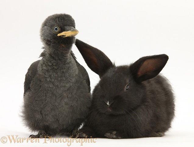 Baby Jackdaw (Corvus monedula) baby black rabbit, white background