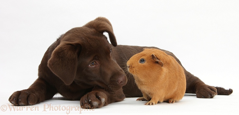 Chocolate Labrador pup, Lucie, 3 months old, with red Guinea pig, white background