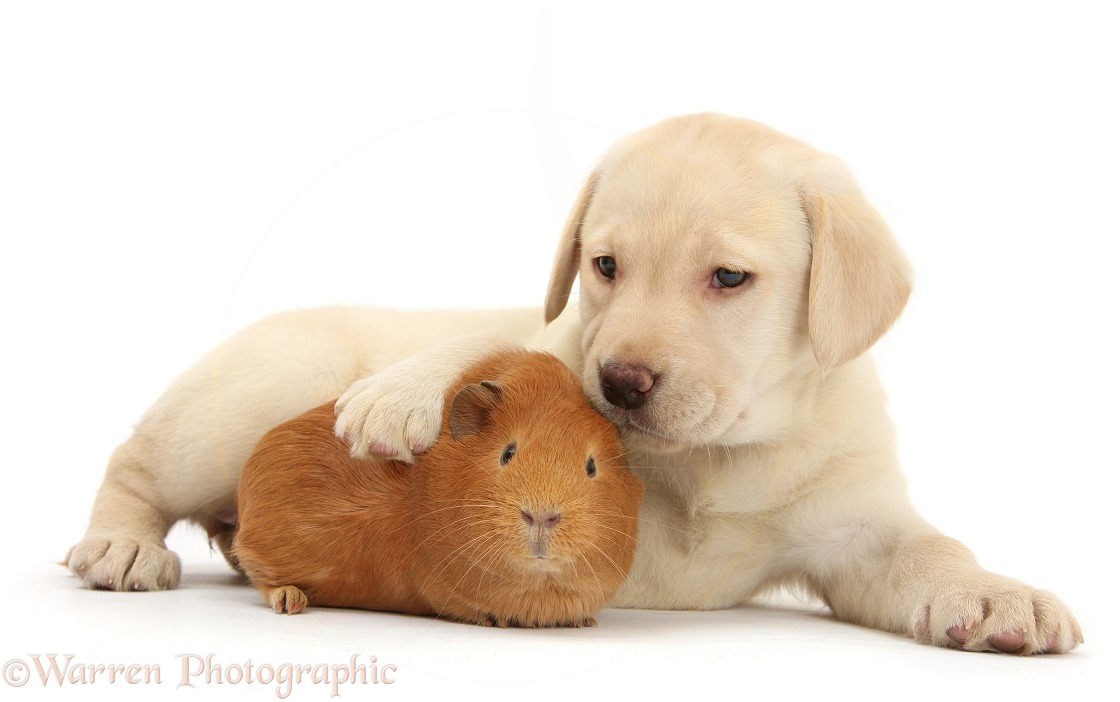 Yellow Labrador Retriever pup, 7 weeks old, and red Guinea pig, white background
