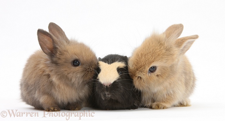 Yellow-and-black Guinea pig and baby Sandy Lop rabbits, white background