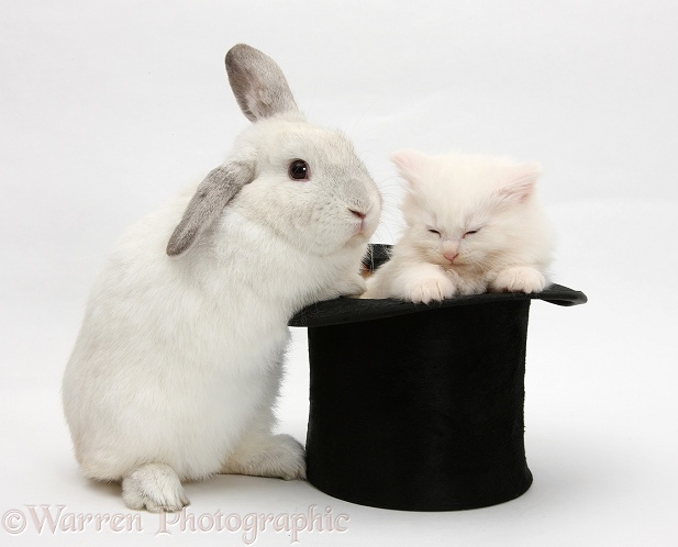 Rabbit and sleepy white Maine Coon kitten in a top hat, white background