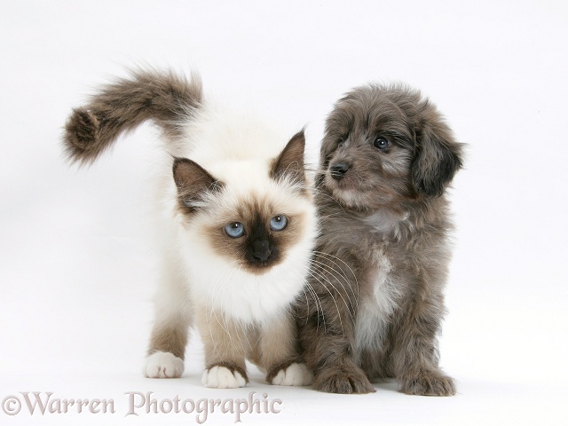 Shetland Sheepdog x Poodle pup, 7 weeks old, with Birman kitten, white background