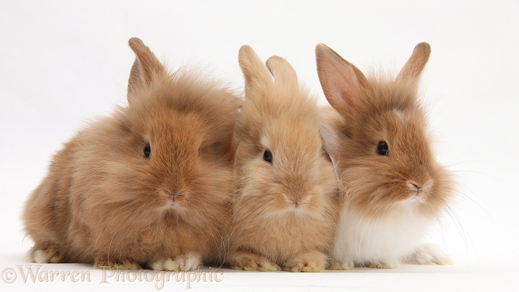 Three assorted Sandy rabbits, white background