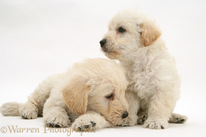 Woodle (West Highland White Terrier x Poodle) pups, white background
