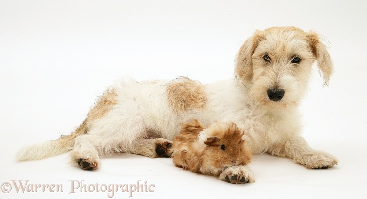 Mongrel dog, Mutley, with a Guinea pig, white background