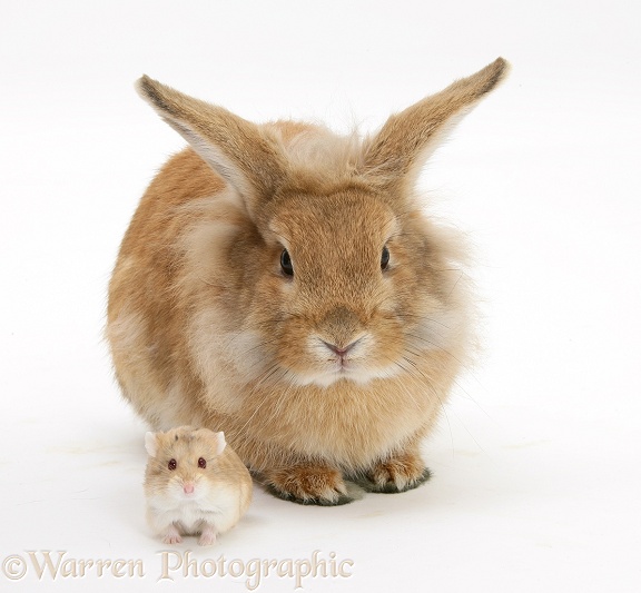 Sandy Lionhead rabbit meeting Dwarf Siberian Hamster, white background