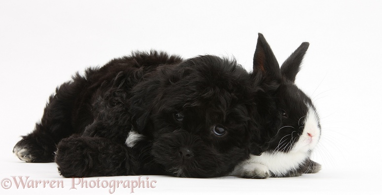 Black Pooshi (Poodle x Shih-Tzu) pup with baby rabbit, white background