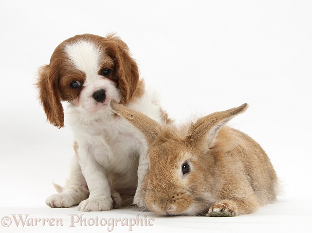 Blenheim Cavalier King Charles Spaniel pup with Sandy Lionhead rabbit, white background