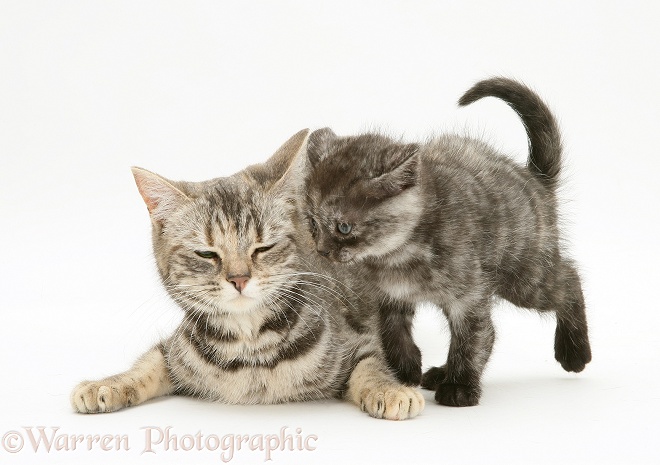Mother cat and smoke shorthair kitten, white background