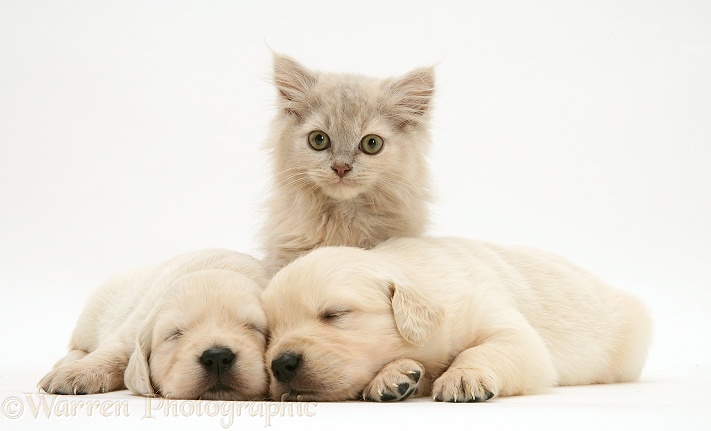 Lilac kitten and sleeping Golden Retriever pups, white background