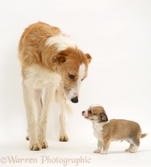 Lurcher, Kipling, and Chihuahua puppy, white background