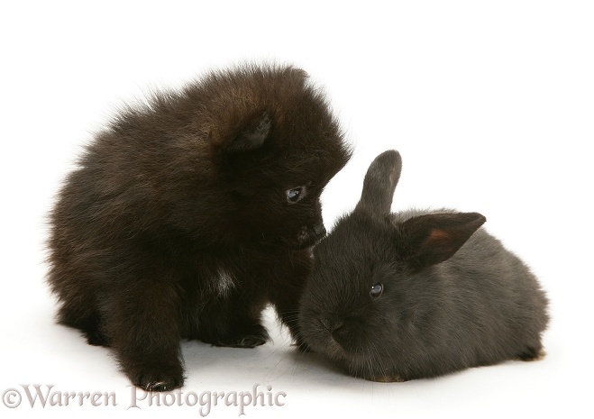 Black Pomeranian pup and black baby rabbit, white background