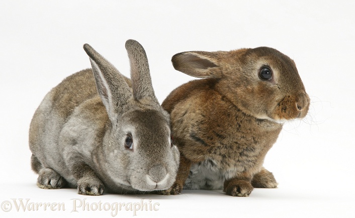 Two young Rex rabbits, white background