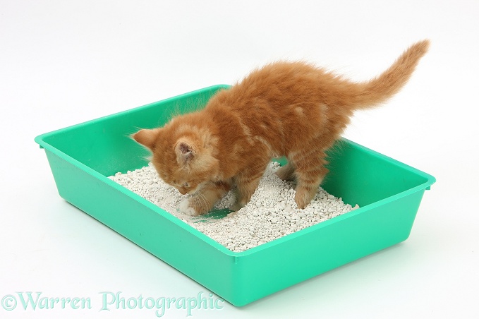 Ginger kitten, Butch, 8 weeks old, using a litter tray, white background