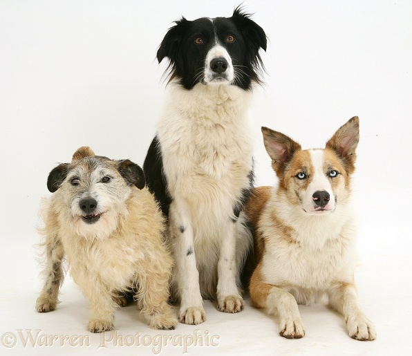Red merle Border Collie, Zeb, with black-and-white Border Collie Phoebe, and Patterdale x Jack Russell Terrier, Jorge, white background