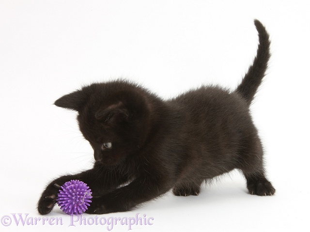 Playful black kitten, 7 weeks old, white background