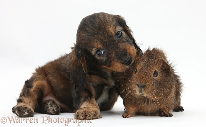 English Cockapoo pup, 6 weeks old, and Guinea pig, white background