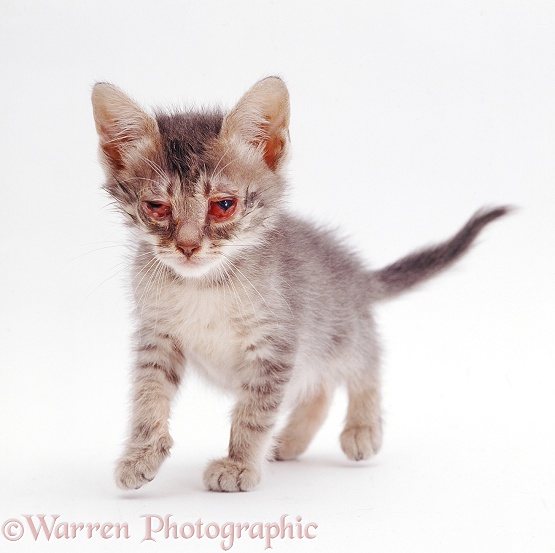 British Shorthair kitten with severe conjunctivitis caused by cat flu, white background