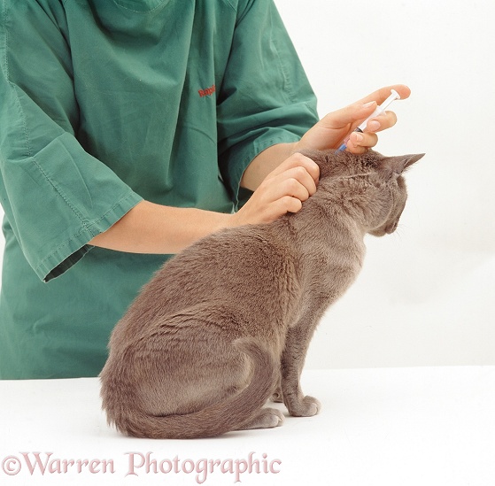 Blue Burmese cat, Monty, being given his annual booster, which includes FeLV vaccine, white background