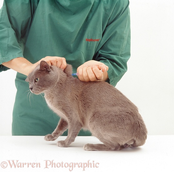 Blue Burmese cat, Monty, being given his annual booster, which includes FeLV vaccine, white background