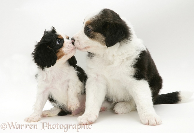 Tricolour Cavalier King Charles Spaniel pup and Border Collie pup, white background