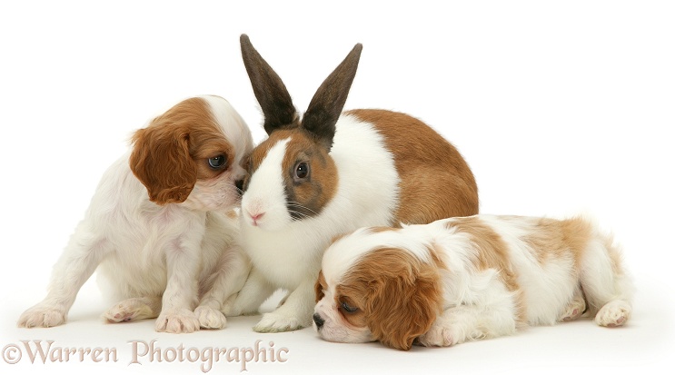 Cavalier King Charles Spaniel pups with fawn Dutch rabbit, white background
