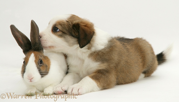 Border Collie pup with fawn Dutch rabbit, white background