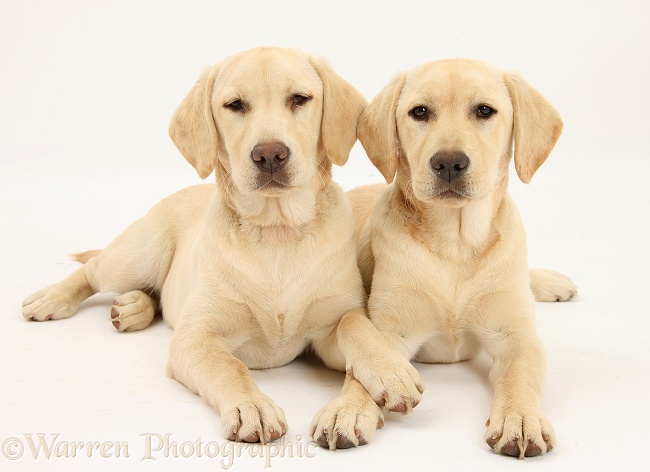 Yellow Labrador Retriever pups, 5 months old, white background