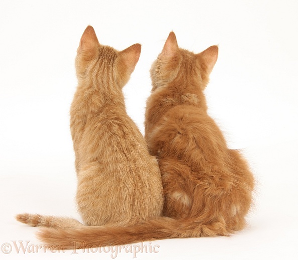 Two ginger kittens, Tom and Butch, 3 months old, back view, white background
