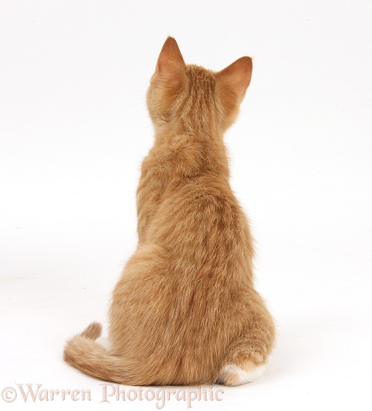 Ginger kitten, Tom, 3 months old, back view, white background