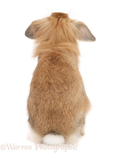 Sandy lop rabbit, back view, white background