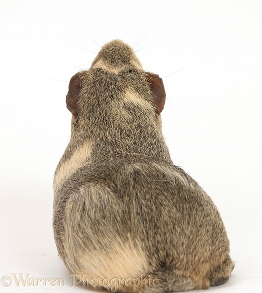 Yellow-agouti Guinea pig, back view, white background