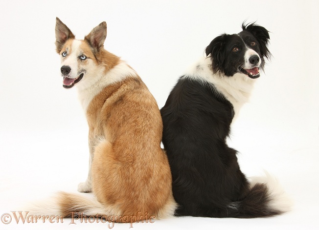 Red merle Border Collie, Zeb, and black-and-white Border Collie, Phoebe, looking over their shoulders, white background