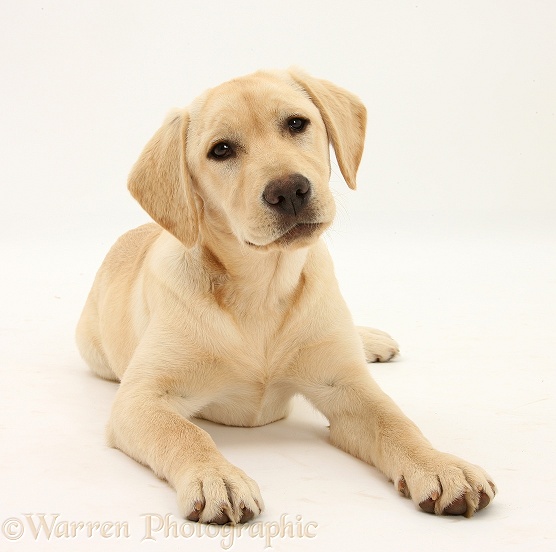 Yellow Labrador Retriever pup, 5 months old, white background