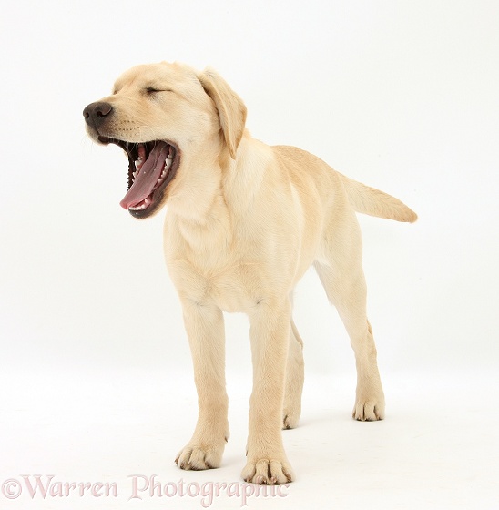 Yellow Labrador Retriever pup, 5 months old, yawning, white background