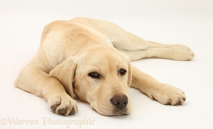 Yellow Labrador pup, white background