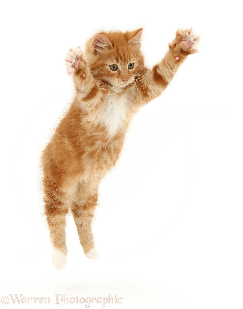 Ginger kitten, Butch, 10 weeks old, leaping with arms outstretched, white background