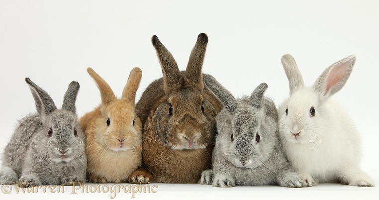Mother rabbit and four young rabbits of different colours, white background