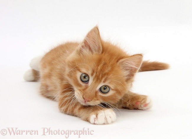 Ginger kitten, Butch, 8 weeks old, rolling playfully on his side, white background