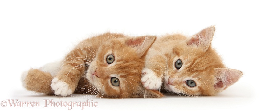 Two ginger kittens, Tom and Butch, 8 weeks old, lying together on their sides, white background