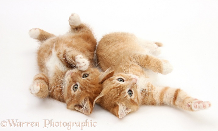 Two ginger kittens, Tom and Butch, 8 weeks old, lying together on their backs, white background