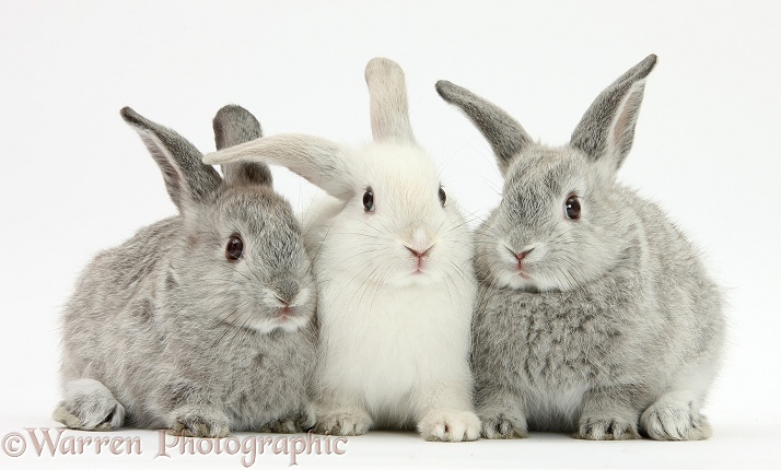 Two silver and one white baby rabbits, white background