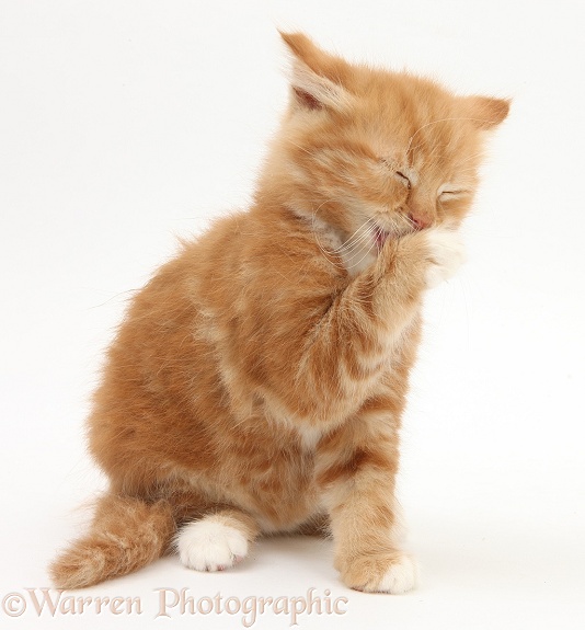 Ginger kitten, Butch, 8 weeks old, washing his face, white background
