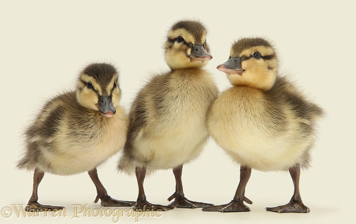 Three Mallard (Anas platyrhynchos) ducklings, 1 week old, white background