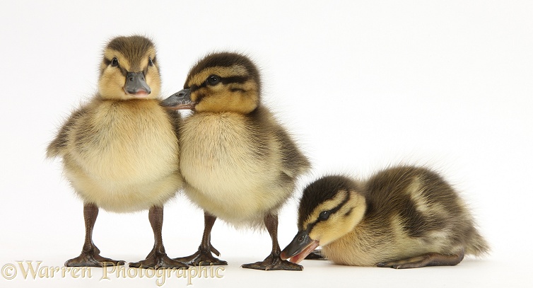 Three Mallard (Anas platyrhynchos) ducklings, 1 week old, white background