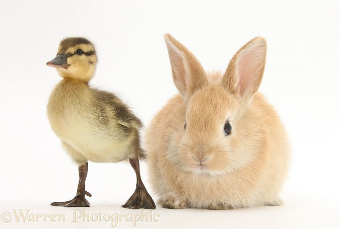 Young Sandy Lop rabbit and Mallard duckling, white background