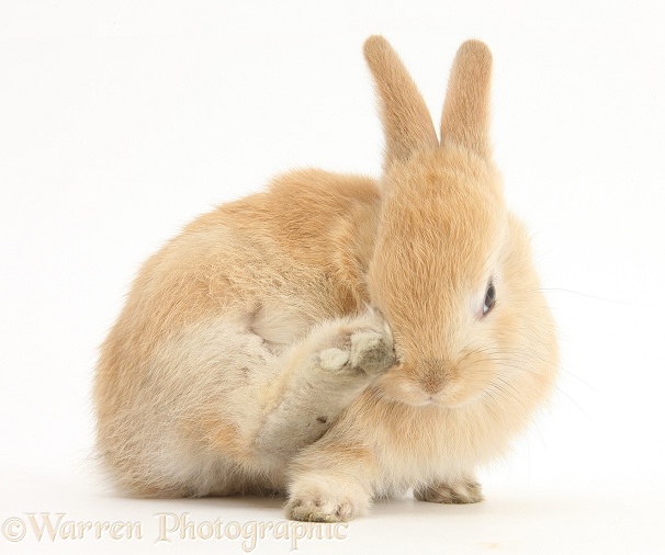 Young Sandy Lop rabbit scratching his nose, white background