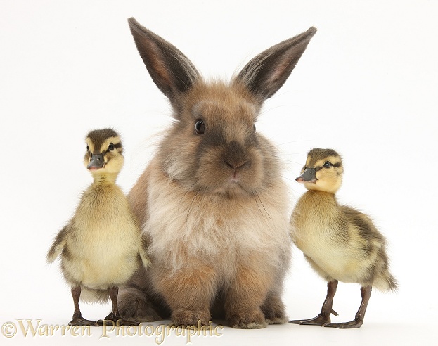 Young Lionhead-Lop rabbit and Mallard ducklings, white background