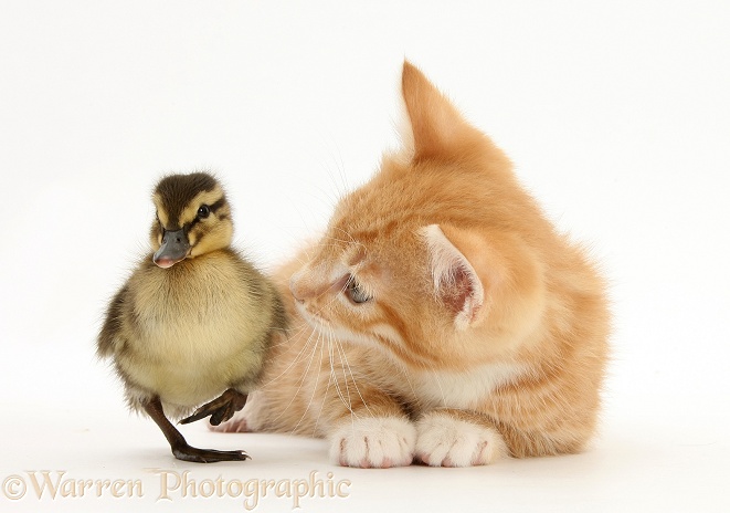 Ginger kitten, Tom, 8 weeks old, and Mallard duckling, white background