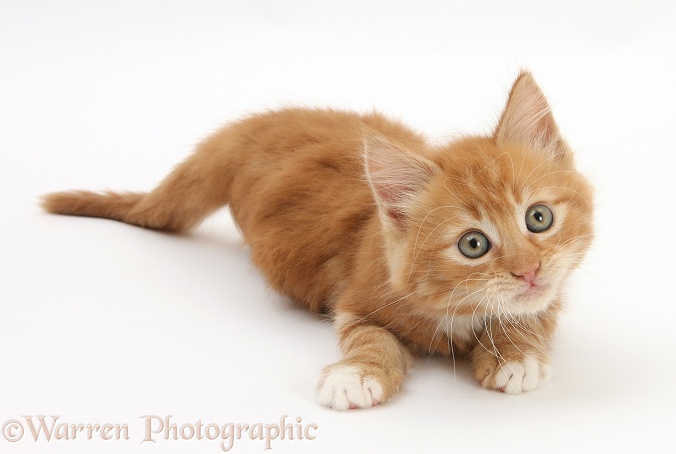 Playful ginger kitten, Butch, 8 weeks old, white background